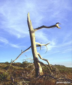 Dead Tree, Torrey Pines State Park