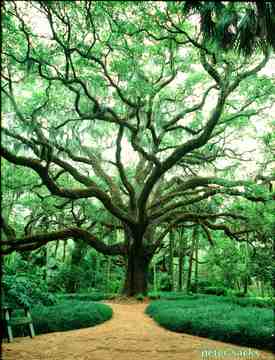 "Original Tree," Florida