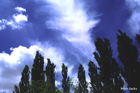 Trees and Clouds, Ann Morrison Park, Boise Idaho