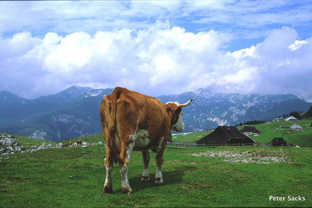 Slovenia Cow