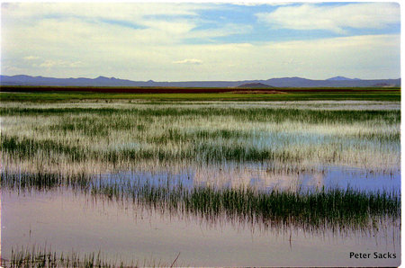 Camas Prairie Marsh, near Fairfield, Idaho