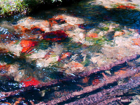 "Creek Colors," near Redfish Lake, Idaho