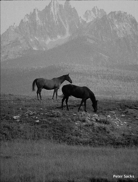 Sawtooth Horses, near Stanley Idaho